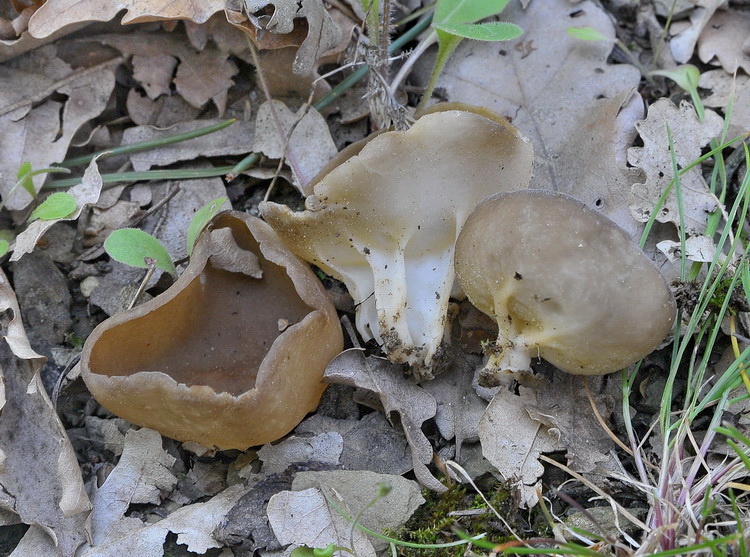 Helvella acetabulum